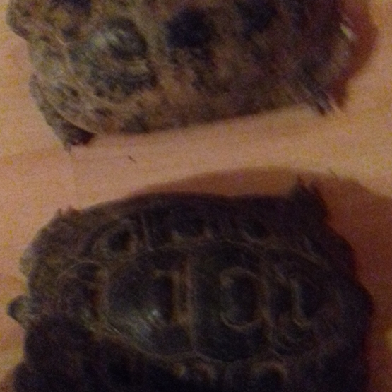 Image pour l'annonce tortue