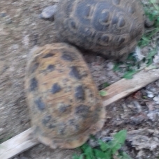 Image pour l'annonce tortue