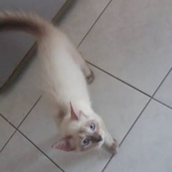Image pour l'annonce Donne Chaton