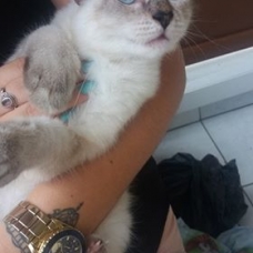Image pour l'annonce Donne Chaton