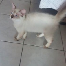 Image pour l'annonce Donne Chaton