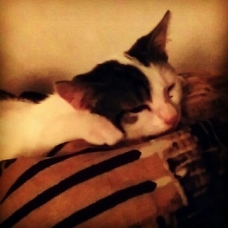Image pour l'annonce Don de chat