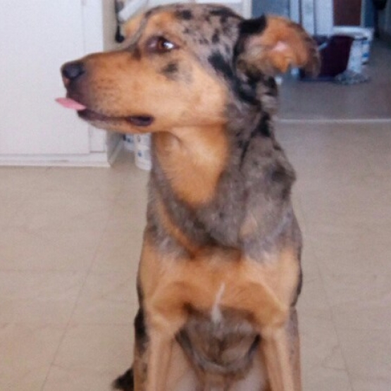 Image pour l'annonce donne beauceron croiser berger australien