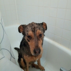 Image pour l'annonce donne beauceron croiser berger australien