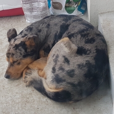 Image pour l'annonce donne beauceron croiser berger australien
