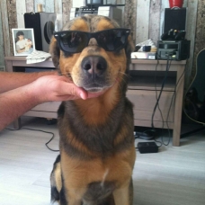 Image pour l'annonce donne beauceron croiser berger australien