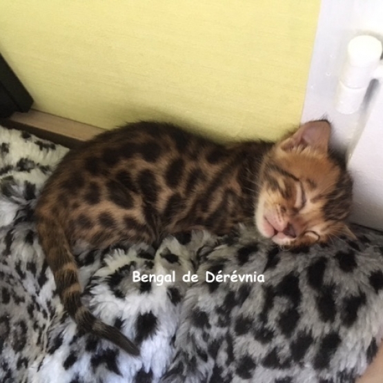 Image pour l'annonce vends chaton bengal