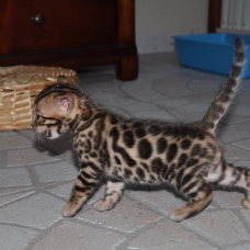 Image pour l'annonce vends chaton bengal