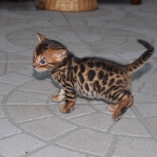 Image pour l'annonce vends chaton bengal