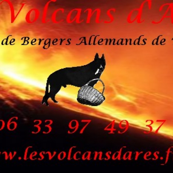 Image pour l'annonce Chiots Berger Allemand LOF