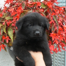 Image pour l'annonce Chiots Berger Allemand LOF