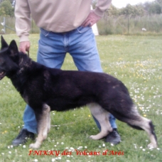 Image pour l'annonce Chiots Berger Allemand LOF