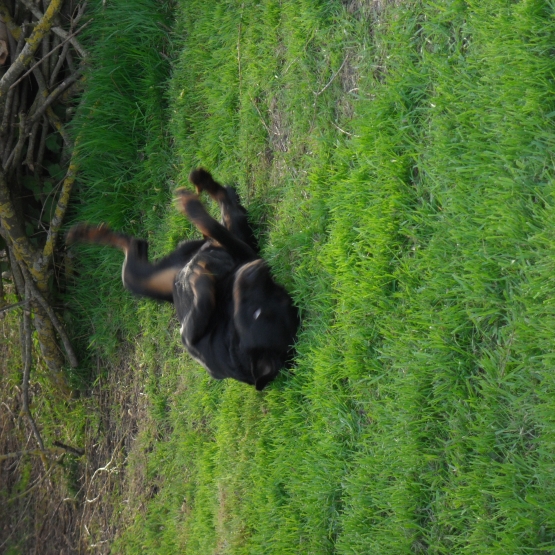 Image pour l'annonce Donne femelle beauceron