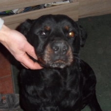 Image pour l'annonce Donne femelle beauceron