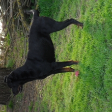 Image pour l'annonce Donne femelle beauceron