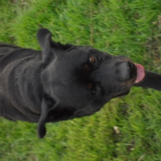 Image pour l'annonce Donne femelle beauceron