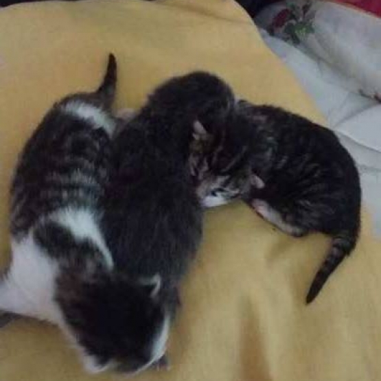 Image pour l'annonce dons chatons a personne sérieuse, aimant les chats, car l'animal n'est pas un jouet il a besoin d'amour