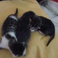 Image pour l'annonce dons chatons a personne sérieuse, aimant les chats, car l'animal n'est pas un jouet il a besoin d'amour