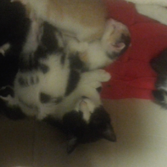 Image pour l'annonce Donne Chatons
