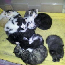 Image pour l'annonce Donne Chatons