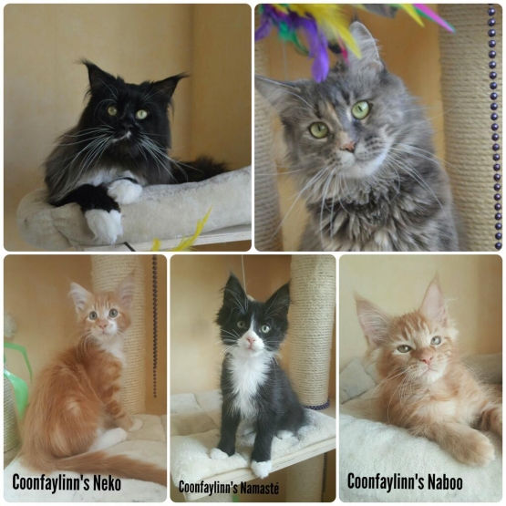 Image pour l'annonce Chatons Maine coon