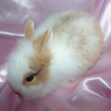 Image pour l'annonce Lapin nain angora tête de lion
