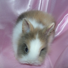 Image pour l'annonce Lapin nain angora tête de lion