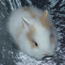 Image pour l'annonce Lapin nain angora tête de lion