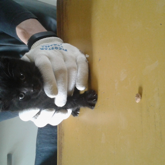 Image pour l'annonce donne bebe chaton