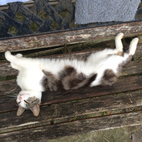 Image pour l'annonce Je recrache chaton mâle et calin.