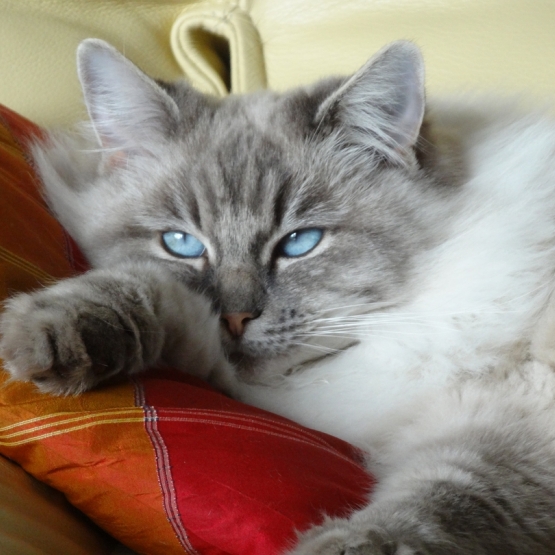 Image pour l'annonce Donne 2 magnifiques chats ragdoll