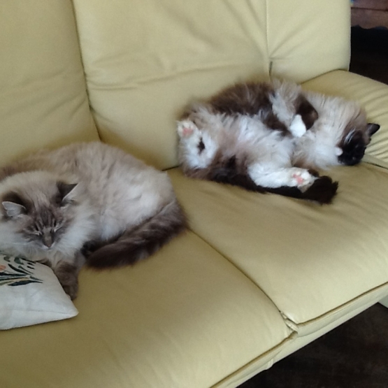 Image pour l'annonce Donne 2 magnifiques chats ragdoll