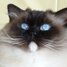 Image pour l'annonce Donne 2 magnifiques chats ragdoll
