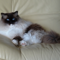 Image pour l'annonce Donne 2 magnifiques chats ragdoll