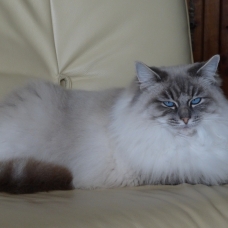 Image pour l'annonce Donne 2 magnifiques chats ragdoll