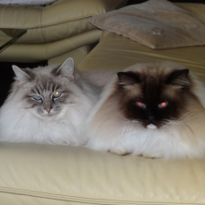 Image pour l'annonce Donne 2 magnifiques chats ragdoll