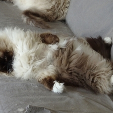 Image pour l'annonce Donne 2 magnifiques chats ragdoll
