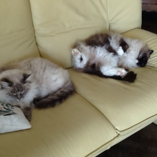 Image pour l'annonce Donne 2 magnifiques chats ragdoll