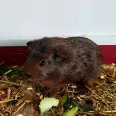Image pour l'annonce Cochons d'inde nés le 15 Mars.