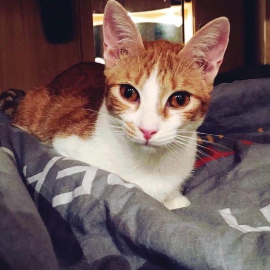 Image pour l'annonce Esmeralda minette à adopter - association ALMA