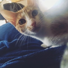 Image pour l'annonce Esmeralda minette à adopter - association ALMA