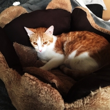 Image pour l'annonce Esmeralda minette à adopter - association ALMA