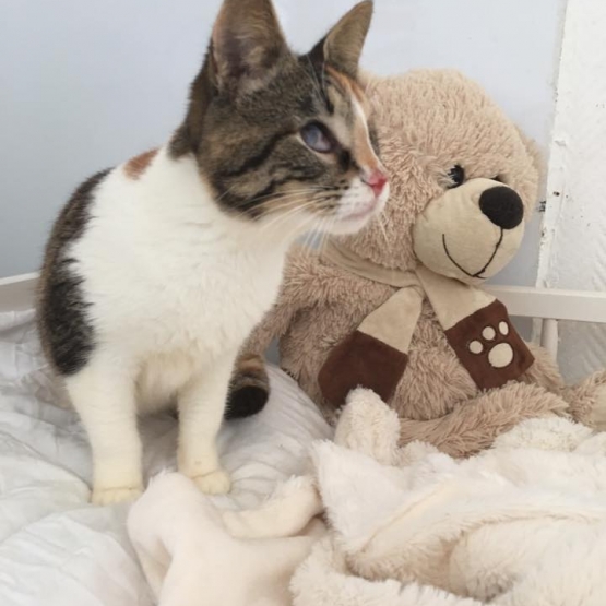 Image pour l'annonce Joy minette à adopter - association ALMA