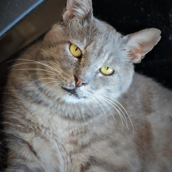Image pour l'annonce Merlin matou à adopter - association ALMA