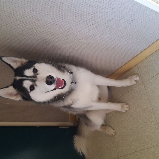 Image pour l'annonce Vend husky sibérien