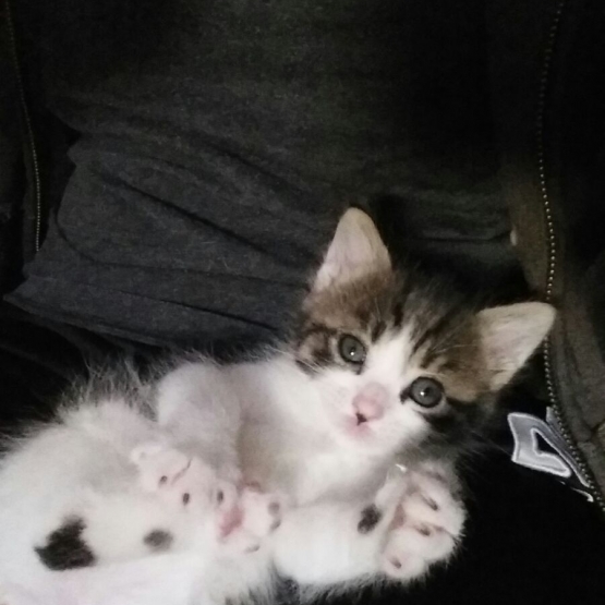 Image pour l'annonce Donne chatons