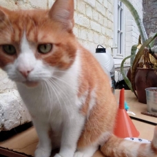Image pour l'annonce Chat mâle 5 ans