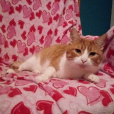 Image pour l'annonce Chat mâle 5 ans
