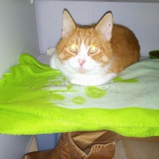 Image pour l'annonce Chat mâle 5 ans