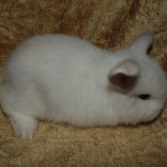 Image pour l'annonce Lapin bélier nain